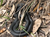 Black Snake